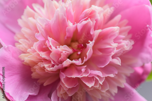 Peony flower. Macro with selective focus.