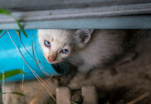 White poor stray kitten with beautiful blue eyes is staring to camera. Top view image of homeless white kitten. Space for text.