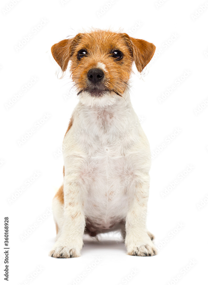 puppy jack russell terrier looks up on a white background