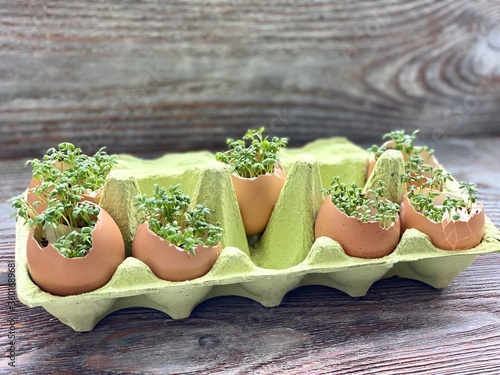 Fotografie cress salad grows in white egg shell