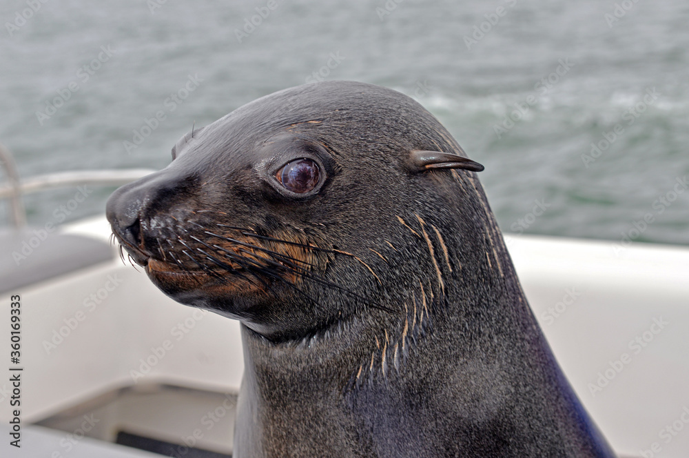 Naklejka premium Robben an der Walvis Bay, Namibia