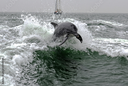 Delfin in der Walvis Bay  Namibia