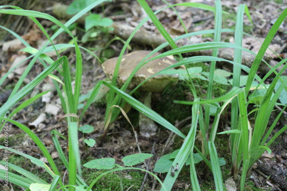 Boletus Mushroom grows in a summer forest
Boletus Mushroom grows in a summer forest