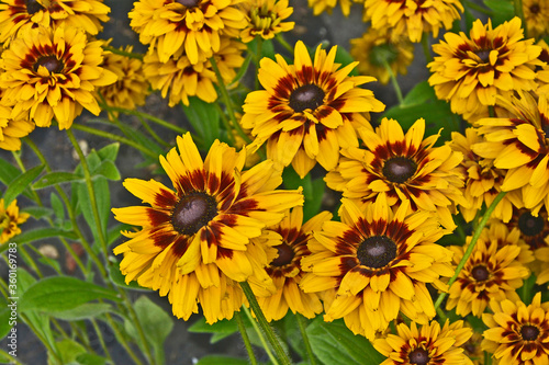 Close up of Rudbeckia  Giggling Smiley  in a flower border