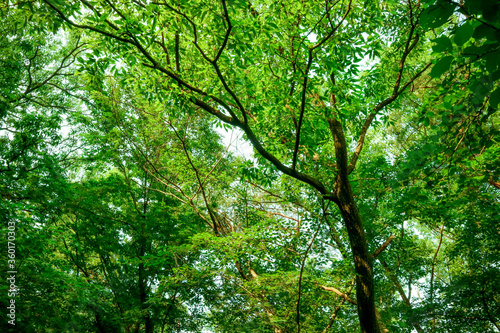 green forest in the morning