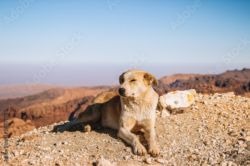 dog lying in the desert