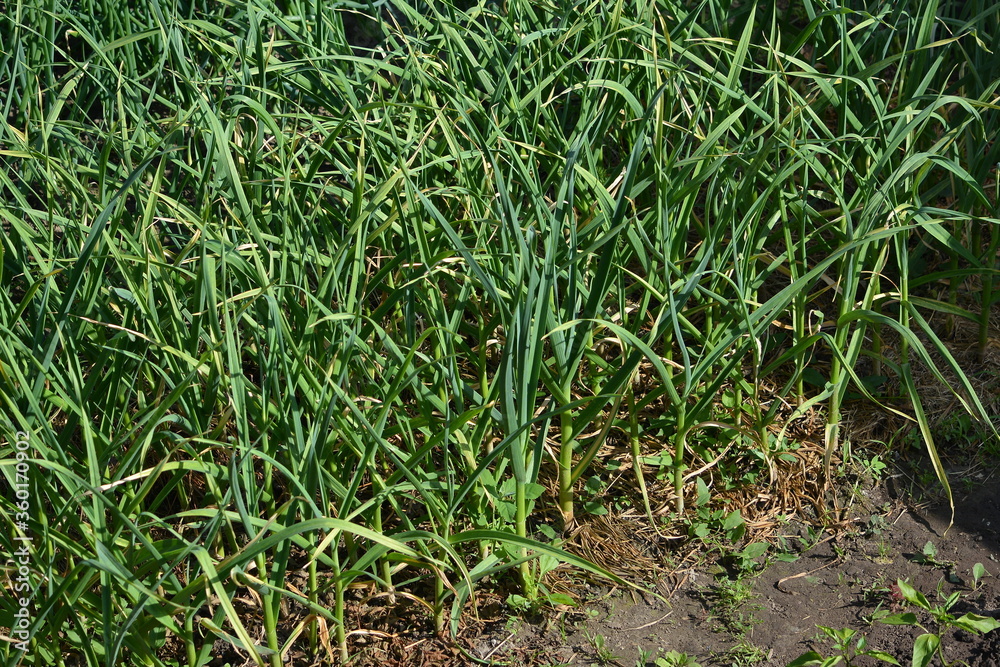 Planting garlic on the beds in the garden of a country house close up in the summer in the middle of the day Planting garlic on the beds in the garden of a country house close up in the summer in the middle of the day