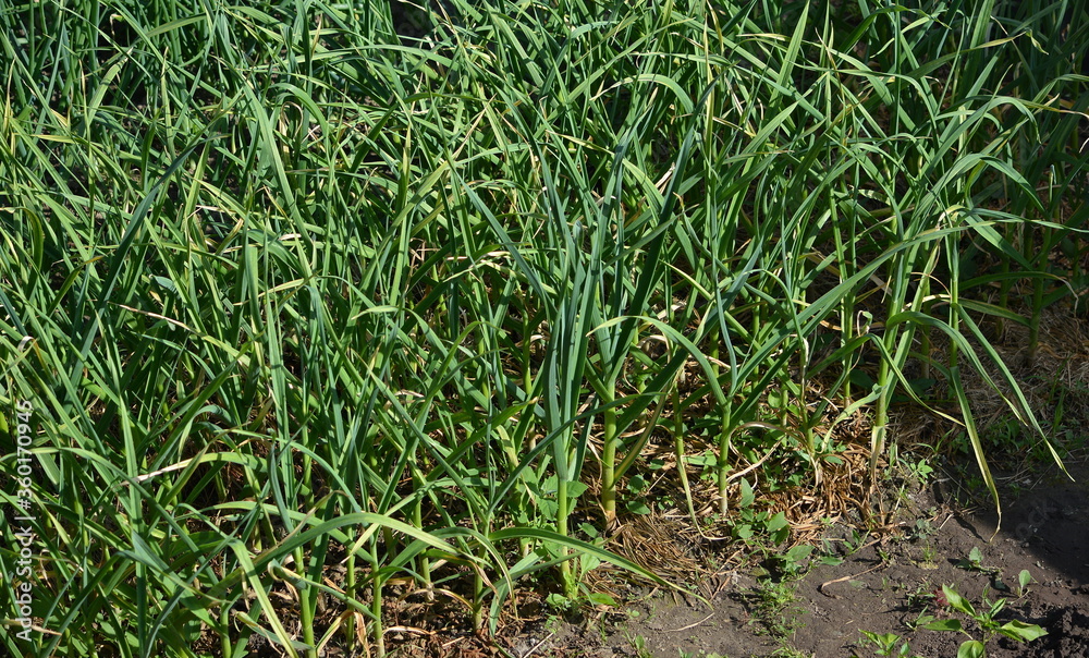 Planting garlic on the beds in the garden of a country house close up in the summer in the middle of the day Planting garlic on the beds in the garden of a country house close up in the summer in the middle of the day