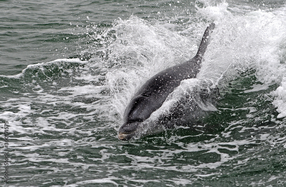 Naklejka premium Delfin in der Walvis Bay, Namibia