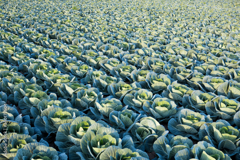 cauliflower field in the orchard of valencia