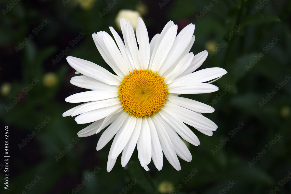Fototapeta premium Chamomile flower blooms on a background of blurred greens.
