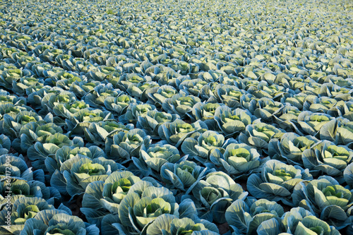 Obraz na płótnie cauliflower field in the orchard of valencia w salonie