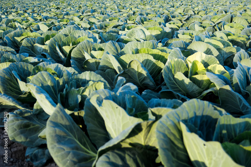 cauliflower field in the orchard of valencia