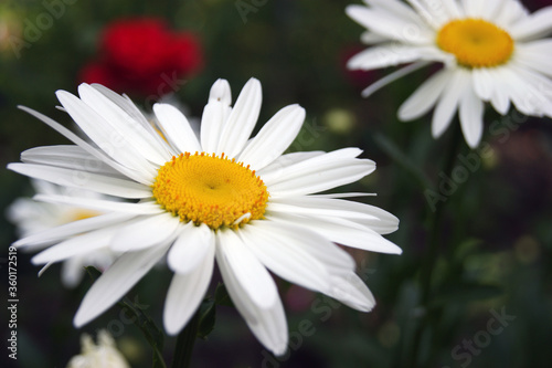 Chamomile flower blooming on a background of blurry flowers of chamomile.