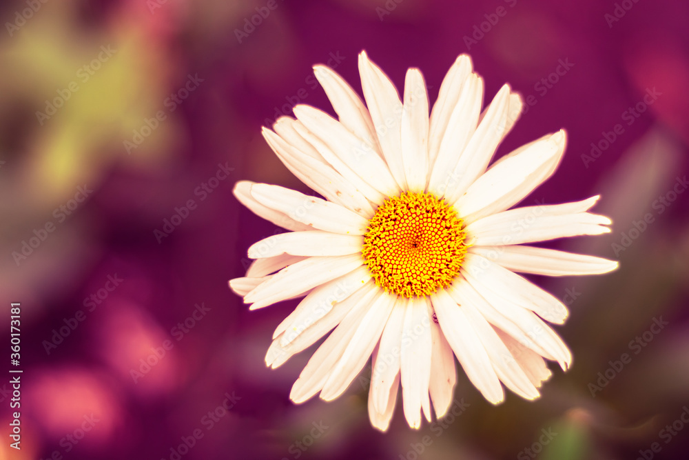 Fototapeta premium Nature spring blurred background with empty copy space and white daisy flower