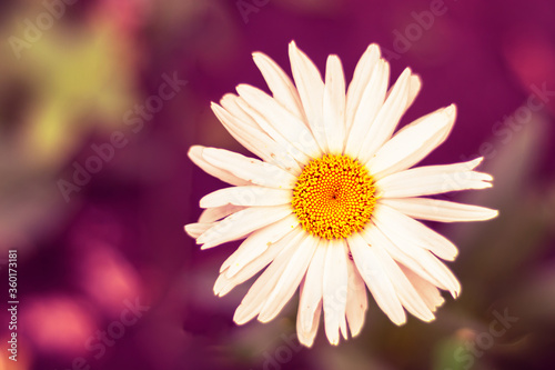 Nature spring blurred background with empty copy space and white daisy flower