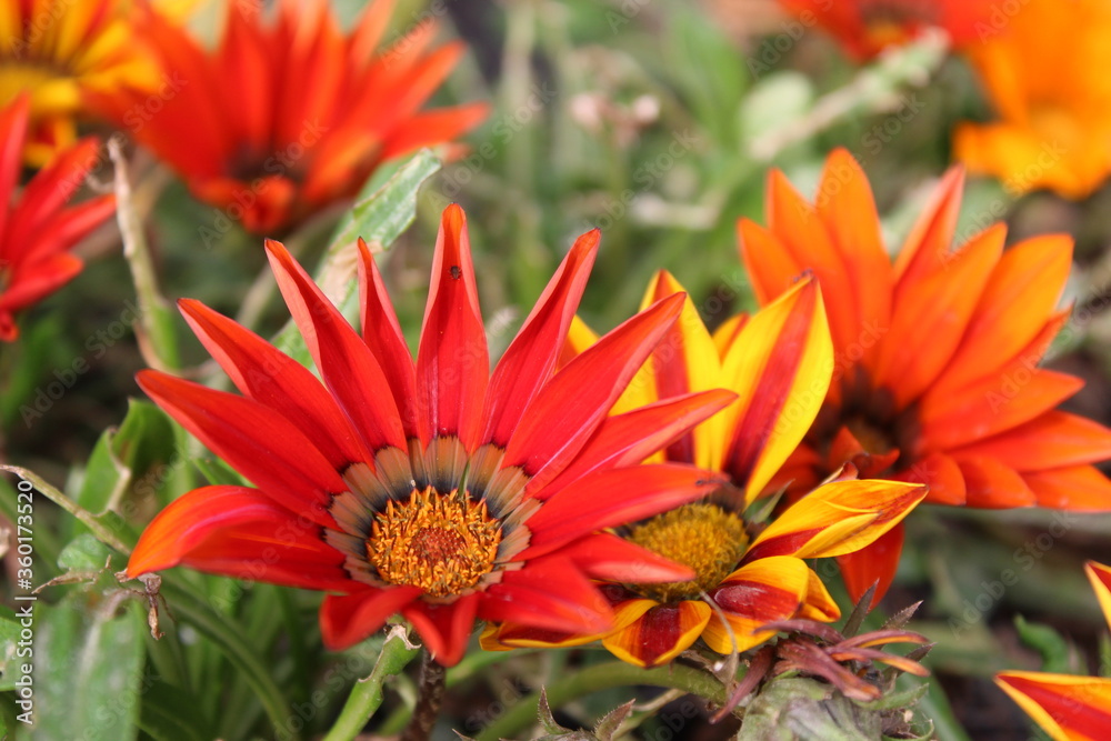 GAZANIA - AFRICAN DAISY. Belonging, botany.
A Fresh GAZANIA - AFRICAN DAISY in the Ghani Bagh of Hayatabad Peshawar. Peshawar is known as the city of flowers in Pakistan due to its conformity for cult GAZANIA - AFRICAN DAISY. Belonging, botany.
A Fresh GAZANIA - AFRICAN DAISY in the Ghani Bagh of Hayatabad Peshawar. Peshawar is known as the city of flowers in Pakistan due to its conformity for cult