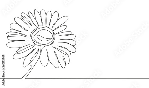 continuous single drawn one line chamomile flower hand-drawn picture silhouette. Line art. doodle