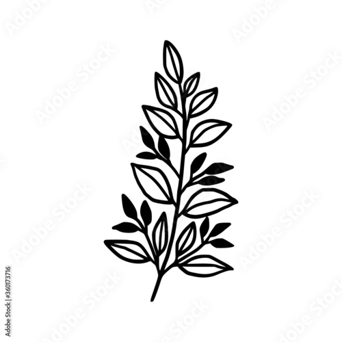 Hand drawn monochrome plant, leaf, and foliage element for wedding invitation, logo, symbol, greeting cards, decor, botanical icon, or banner. Summer, spring, and autumn botany element