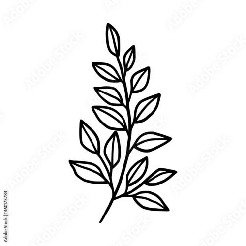 Hand drawn monochrome plant  leaf  and foliage element for wedding invitation  logo  symbol  greeting cards  decor  botanical icon  or banner. Summer  spring  and autumn botany element