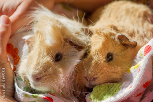 Close up of four months old red Abyssinian Guinea pig and long hair peruvian guinea pig white and gold covered by a towel. photo