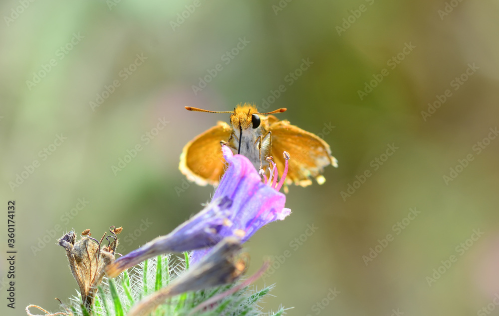 Macro Photography of Yellow Moth on Twig of Plant. Macro Photography of Yellow Moth on Twig of Plant.