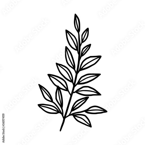 Hand drawn monochrome plant, leaf, and foliage element for wedding invitation, logo, symbol, greeting cards, decor, botanical icon, or banner. Summer, spring, and autumn botany element