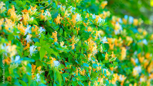 Close up of yellow and white honeysuckle flowers against a green leaf photo