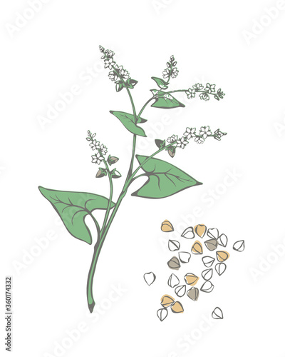Buckwheat plant with flowers and buckwheat groats. Vector hand drawn illustration 
