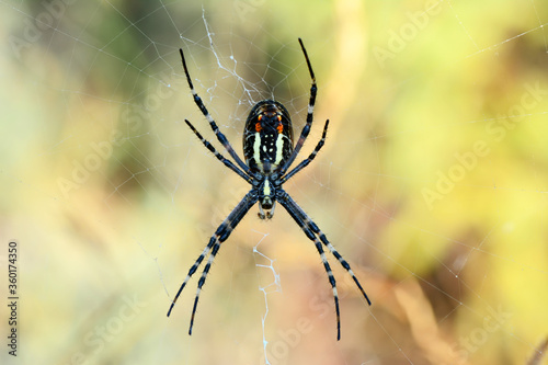  Beautiful spider on a spider web 