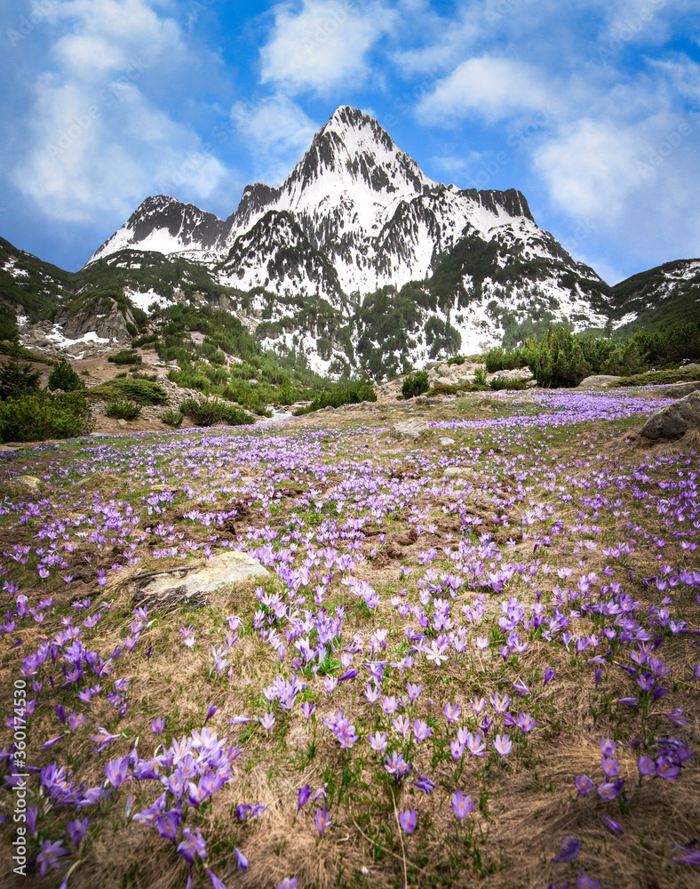 Beautiful field of violet crocus flowers front of the Pirin mountain covered with snow at spring time in Bulgaria. Landscape	
