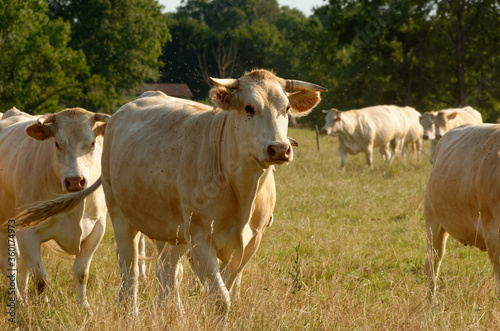 Beige/white french cows in a field