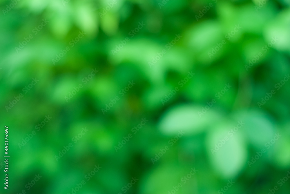 green in the background, green leaves in unfocus, green in the background, green leaves in unfocus,