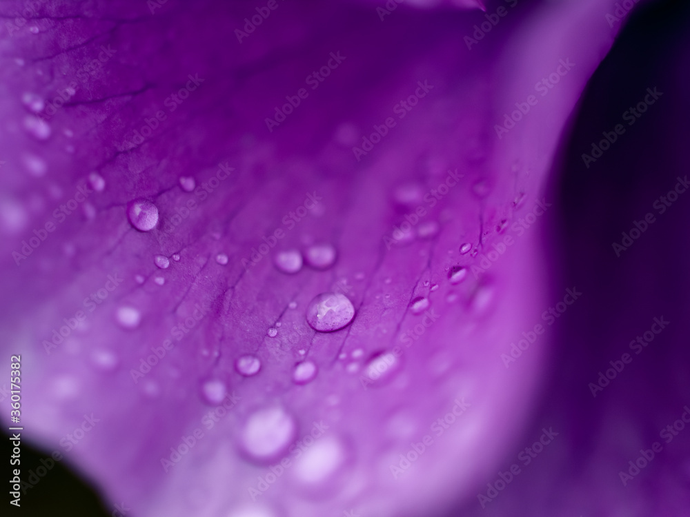 water drops on purple flower water drops on purple flower