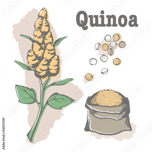 quinoa: plant and quinoa seeds. Super food. Vector hand drawn illustration