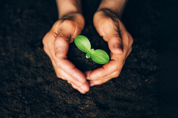Woman hands holding green seedling, sprout over soil. Top view. Copy space. New life, eco, sustainable living, zero waste, plastic free, earth day, investment concept. Gospel spreading