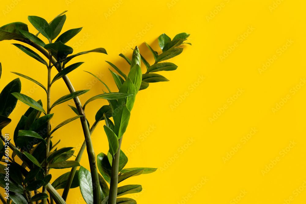 Indoor garden home decoration on yellow background Indoor garden home decoration on yellow background