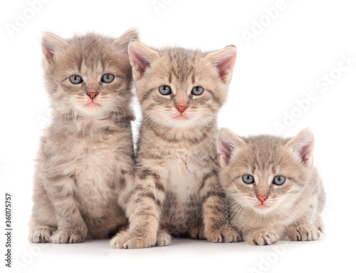 Three small gray kitten.