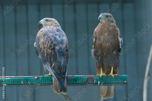 Long-legged buzzards, Buteo Rufinus, sitting on a nest in an aviary of zoo photo