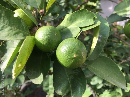 Raw organic limes which grew in cement pipes beside Thai farmer's house. photo