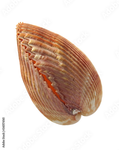 Big sea shell on a white background. Isolated