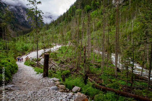 Road in the mountains among the trees. Rainy day in the mountains. Summer in the mountains. Тatras.