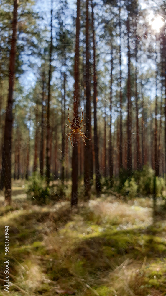 Spider on its spider`s web