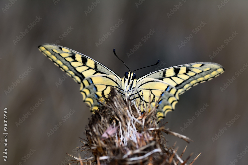 Closeup beautiful butterfly sitting on the flower in a summer garden Closeup beautiful butterfly sitting on the flower in a summer garden