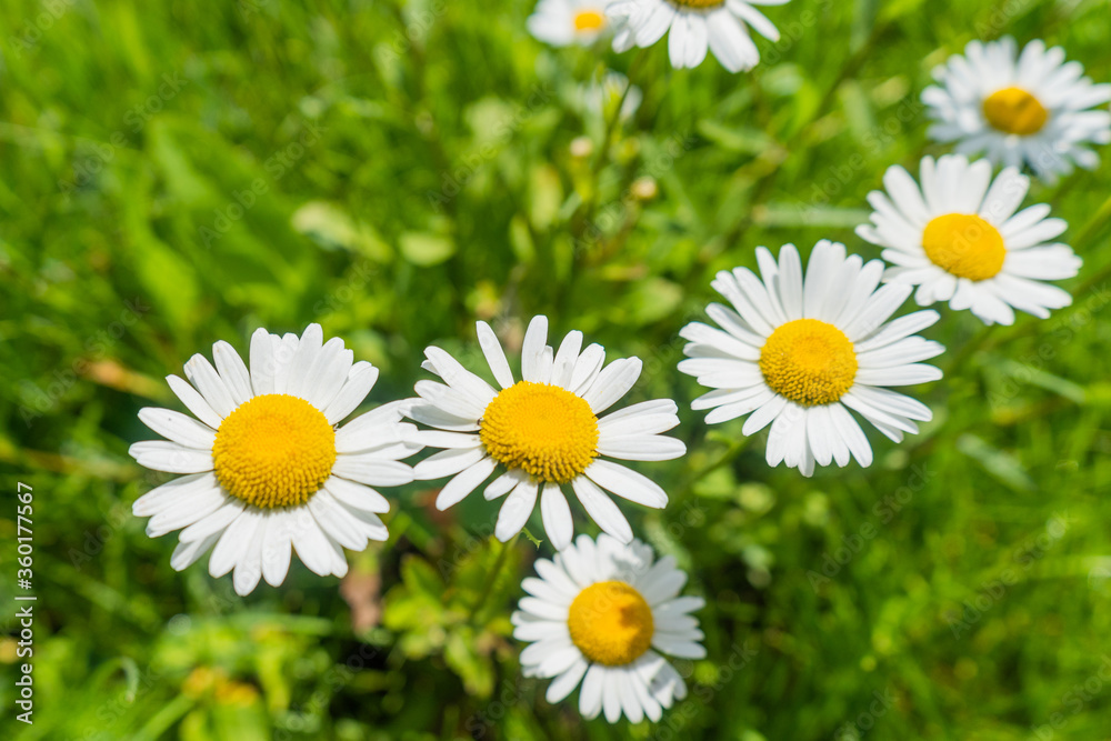 Daisies in the meadow, blooming chamomile