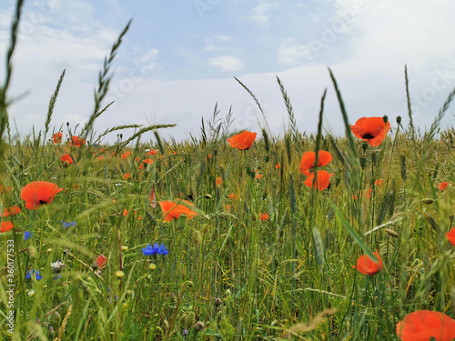poppies and cornflowers are growing up in grain