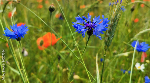poppies and cornflowers are growing in grain