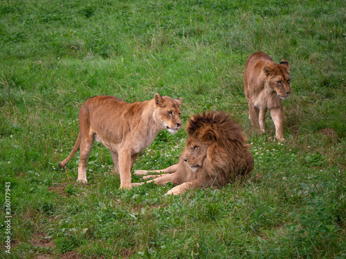Wild lions resting on the grass