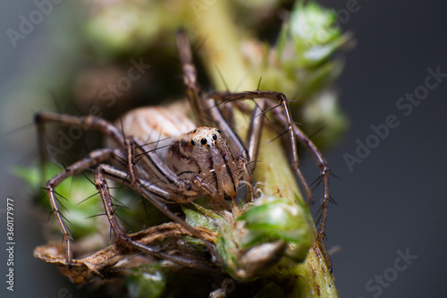 beautiful macro closeup shots of insects