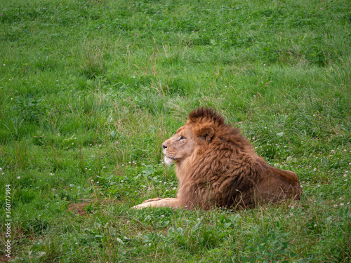 Wild lion resting on the grass © Jose